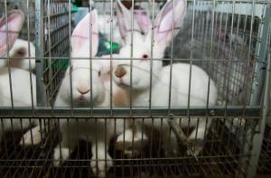La comisin europea desoye las peticiones del parlamento europeo y no tomar medidas para eliminar los experimentos con animales