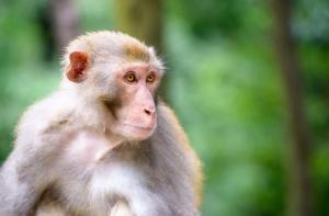 Avance: Air France dejar de transportar primates para la experimentacin