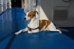 Las instalaciones PET-FRIENDLY ya estn disponibles en muchos de los buques Trasmed