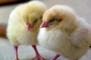 Italia prohibir la trituracin de pollitos macho