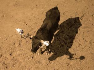 Fallece un joven de 18 aos tras sufrir la cogida de un toro embolado en Castelln
