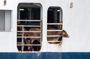 Exportacin de animales vivos: un nuevo caso dramtico conmueve a toda Francia
