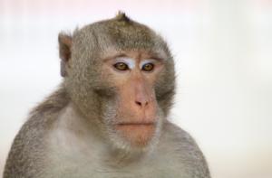 Alemania: primates expuestos a graves sufrimientos en experimentos de investigacin cerebral