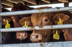 Urgente: la Comisin Europea planea fomentar el transporte de animales vivos