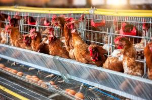 Japn: sacrificio rcord de 10 millones de aves por la gripe aviar