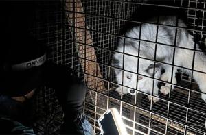 Una nueva investigacin revela los horrores de las granjas peleteras de zorros en Polonia