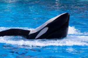 Ha muerto Kiska, la orca ms triste del mundo