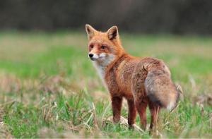 Tras 252 aos, Escocia dice adis a la caza del zorro