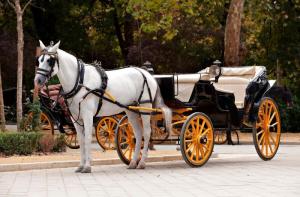 Malta: un caballo utilizado para tirar galeras tursticas muere tras entrar en pnico y chocar contra un autobs
