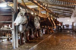EEUU: 18.000 vacas mueren en la explosin de una granja en Texas
