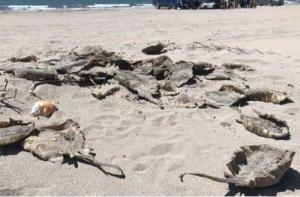Mxico: decenas de rayas halladas muertas tras extirparles el aguijn para que no daaran a los turistas