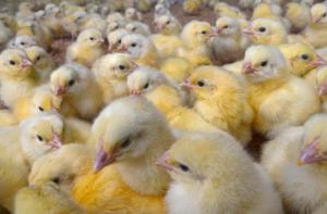 La nueva legislacin europea de Bienestar Animal podra prohibir el sacrificio de pollitos machos y las mutilaciones de los animales de granja