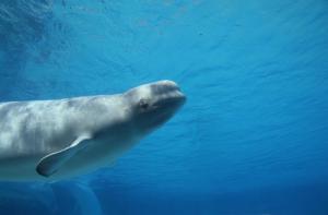 Mueren un delfn y una beluga en Marineland Ontario