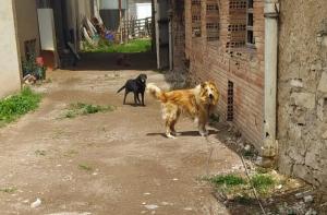 Aydanos a denunciar al Ayuntamiento de Calders por inactividad ante un grave caso de maltrato animal