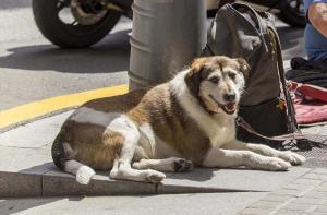 Barcelona: te necesitamos! Participa en el recuento de personas en situacin de sin techo con animales