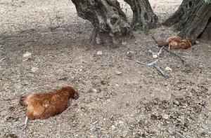 15 gallinas violadas y matadas en un pueblo de Jan