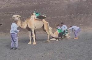 Denunciamos los trabajadores de la empresa Echadero de los Camellos por el maltrato a la cra de dromedario en Lanzarote