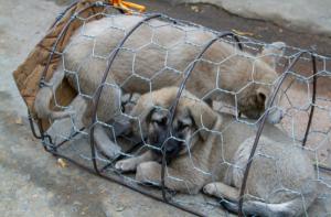 Descubren granjas de cachorros que suministran perros al Festival de la Carne de Yulin