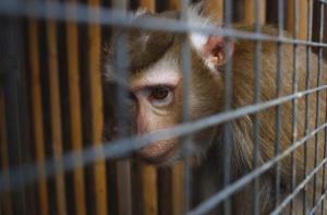 Una investigacin de la BBC desenmascara una sdica red mundial de tortura de monos