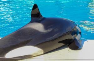 Muere la orca Lolita, que llevaba ms de 50 aos en cautividad