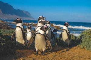 Sudfrica prohbe la pesca en diversas zonas para salvar a los pinginos