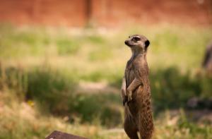 Los suricatas entran en el catlogo espaol de especies exticas invasoras