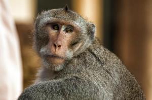 Denuncian a Elon Musk por la muerte agnica de 12 monos en ensayos de chip cerebrales