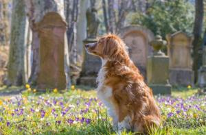 Mlaga tendr el primer cementerio pblico de animales de compaa en Espaa