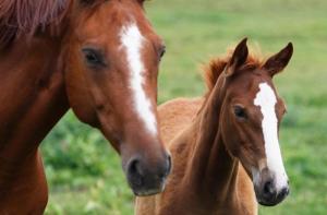 Islandia admite que las granjas de extraccin de sangre de caballos violan la legislacin de la UE