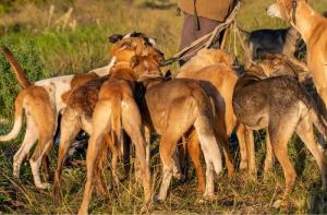 58 detenidos por cortar orejas y colas a ms de mil perros de caza en Andaluca