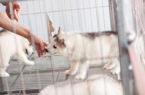 La Comisin Europea regular por primera vez la cra y venta de perros y gatos criados con fines econmicos