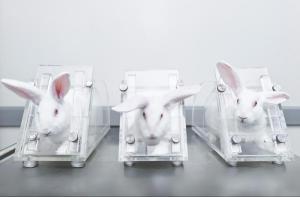 Histrico! Chile prohbe la experimentacin en animales para productos cosmticos
