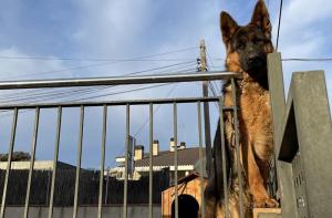 Urgente: el Ayuntamiento de Canovelles lleva 2 aos permitiendo el mal trato de un perro