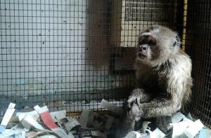Conseguimos el rescate de Linito, un mono capuchino que viva enjaulado en un piso de Barcelona
