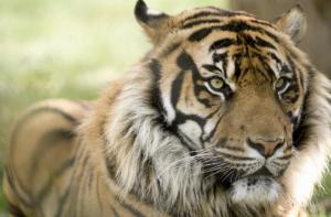 Ven con nosotros a conmemorar el da Mundial del Tigre al Parque de la Ciutadella