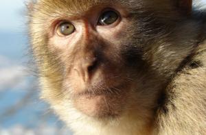 Campaa Paso del Estrecho: Defendiendo al Macaco de Berbera