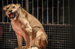 Catalunya da un paso ms en favor de los animales prohibiendo su uso en los circos
