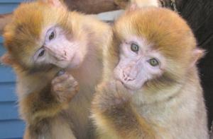Da Mundial del macaco de Berbera, una especie en peligro de extincin