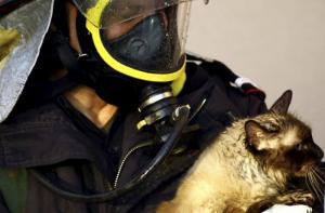Presentamos el Programa de Prevenci i Rescat en emergncies animals (PIREA)