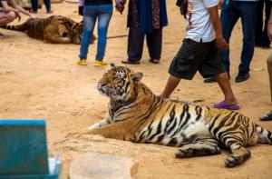 Las autoridades decomisan los tigres del Tiger Temple de Tailandia