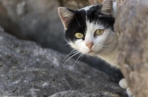 Detengamos el exterminio de los gatos de La Tallada dEmpord