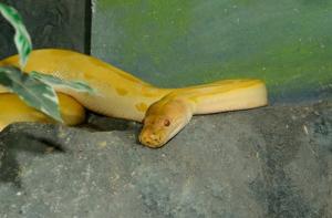 Sabas que un 12% de especies de serpientes pueden desaparecer?