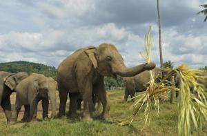 16 cosas que no sabas de los elefantes