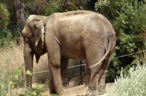 Dumba, la elefanta que vive en un jardn de 100 m2 en Caldes de Montbui