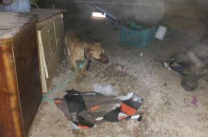 Revertimos un delito leve a delito grave en un caso de maltrato animal en Sallent